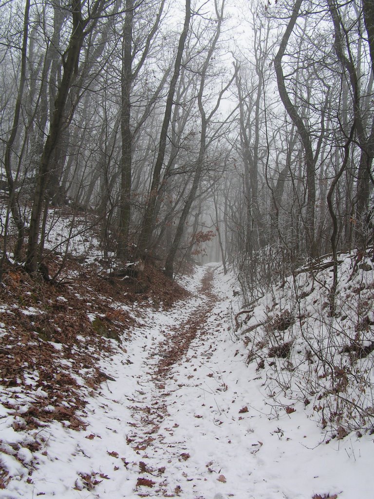 Turistaút az erdőben by norbertklúcsik