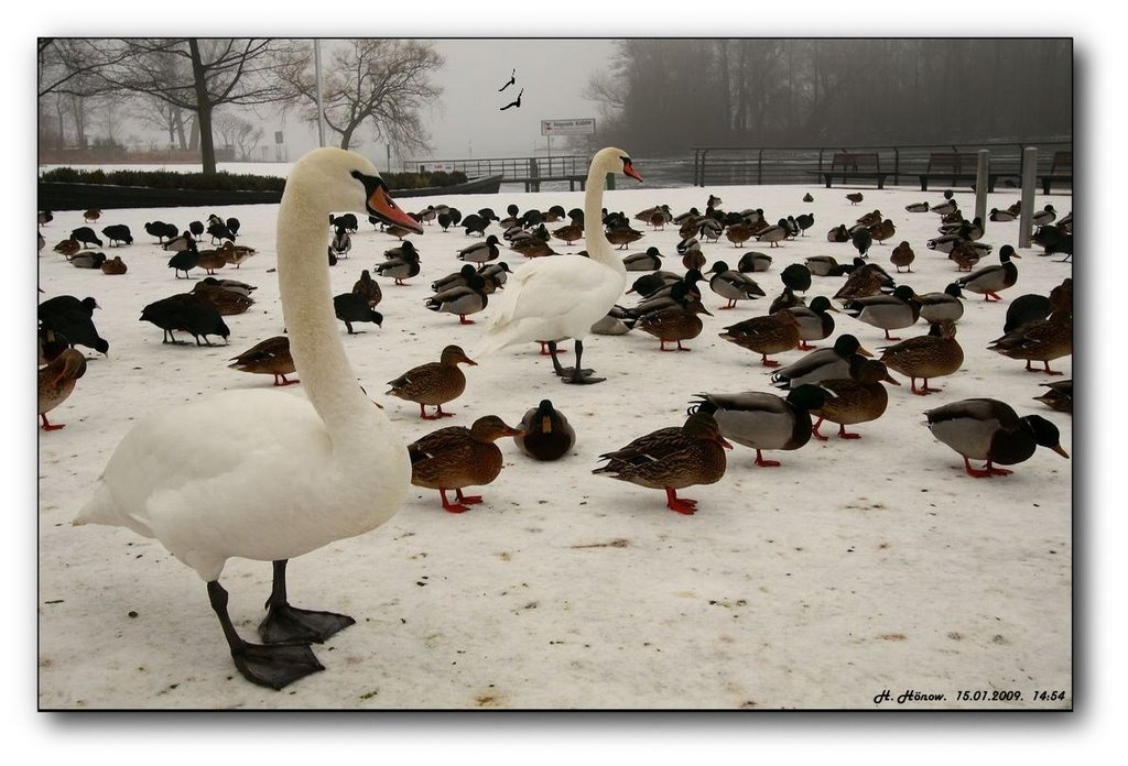 Die immer hungrigen Schwäne und Enten in Kladow an der Havel. by H. Hönow