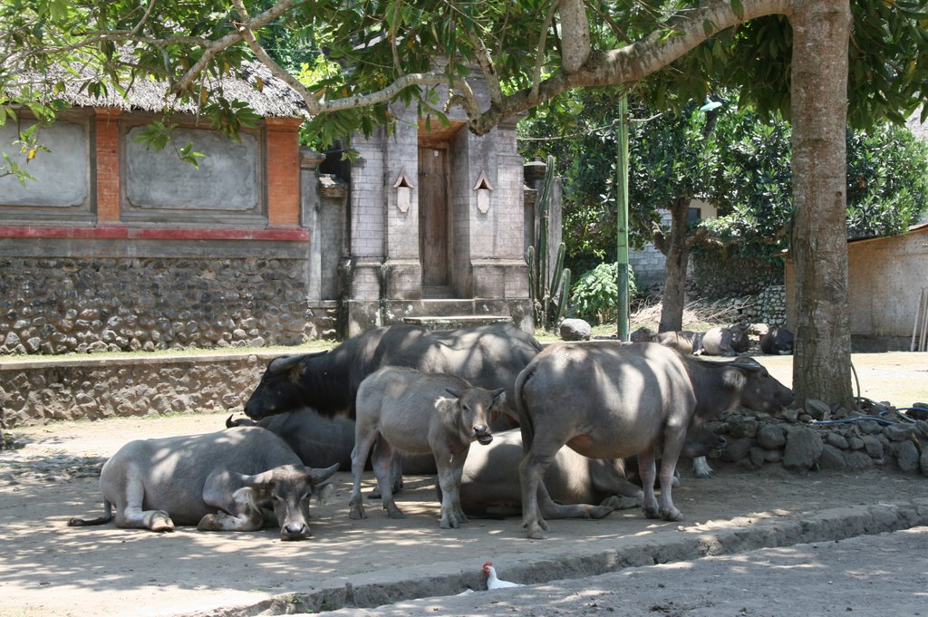 Buffalos in Tenganan by pattoche