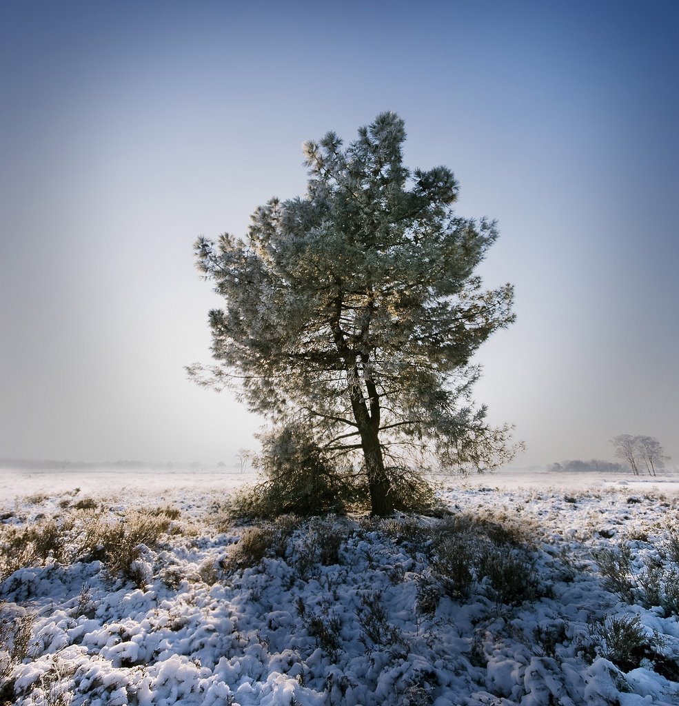 Dream Tree (For Ria), Strabrechtse Heide, Lierop by Wim Janssen