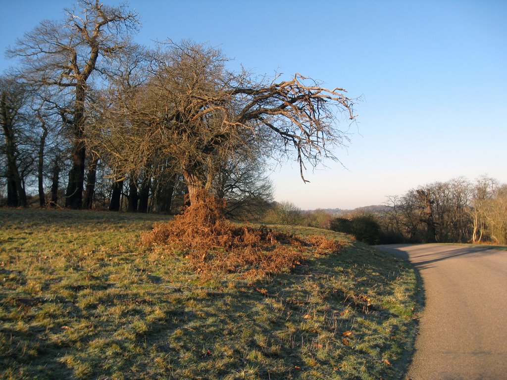 Winter Trees, Windsor Great Park by Mike Richardson