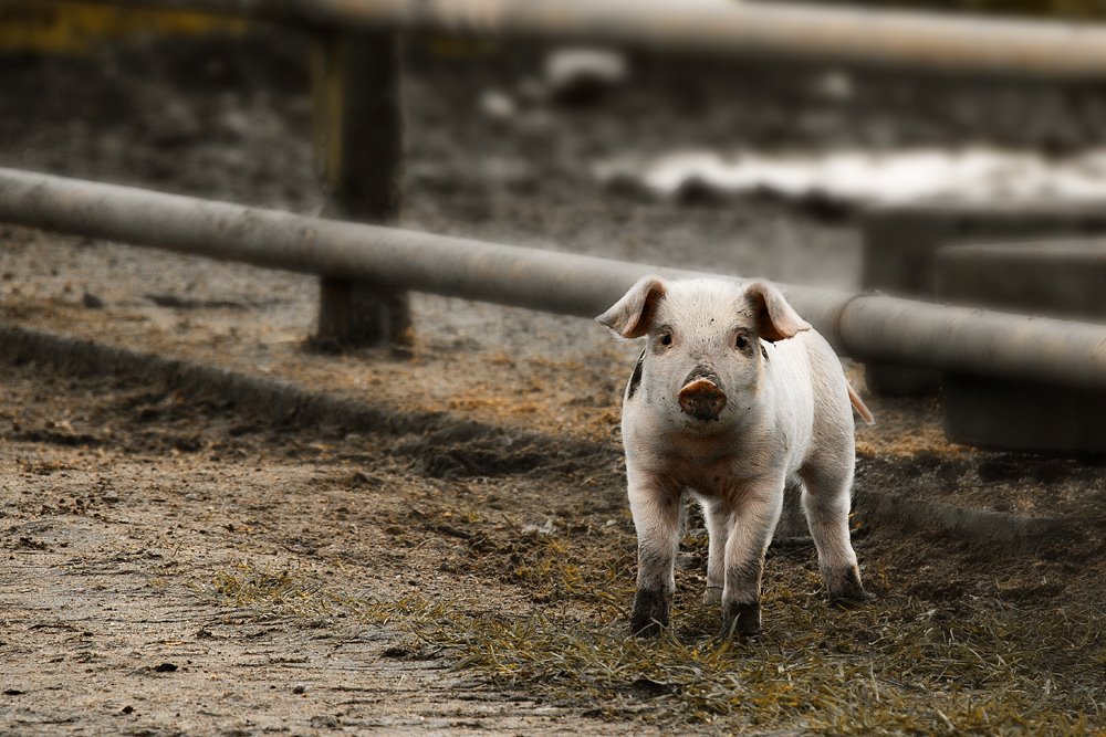 Schweinchen in der Arche by Michael_Bauer