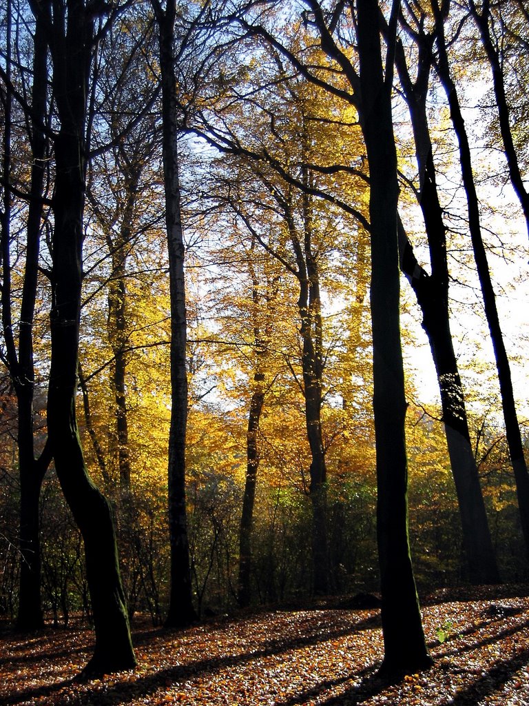 Mülheim: Colorful forest in the autumn near Luisenschule by GandalfTheWhite