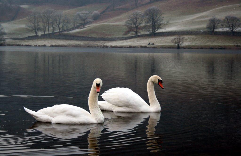 Swans on Icy Rydal Water by Pete Taylor