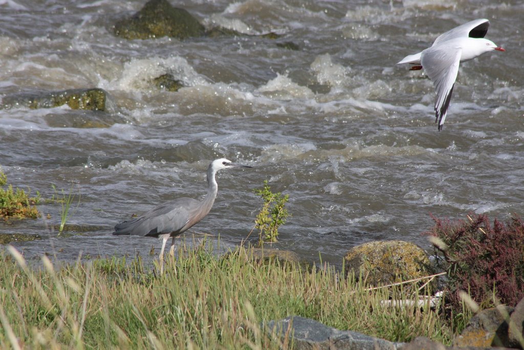 Seagal and White Faced Heron by Michael-F