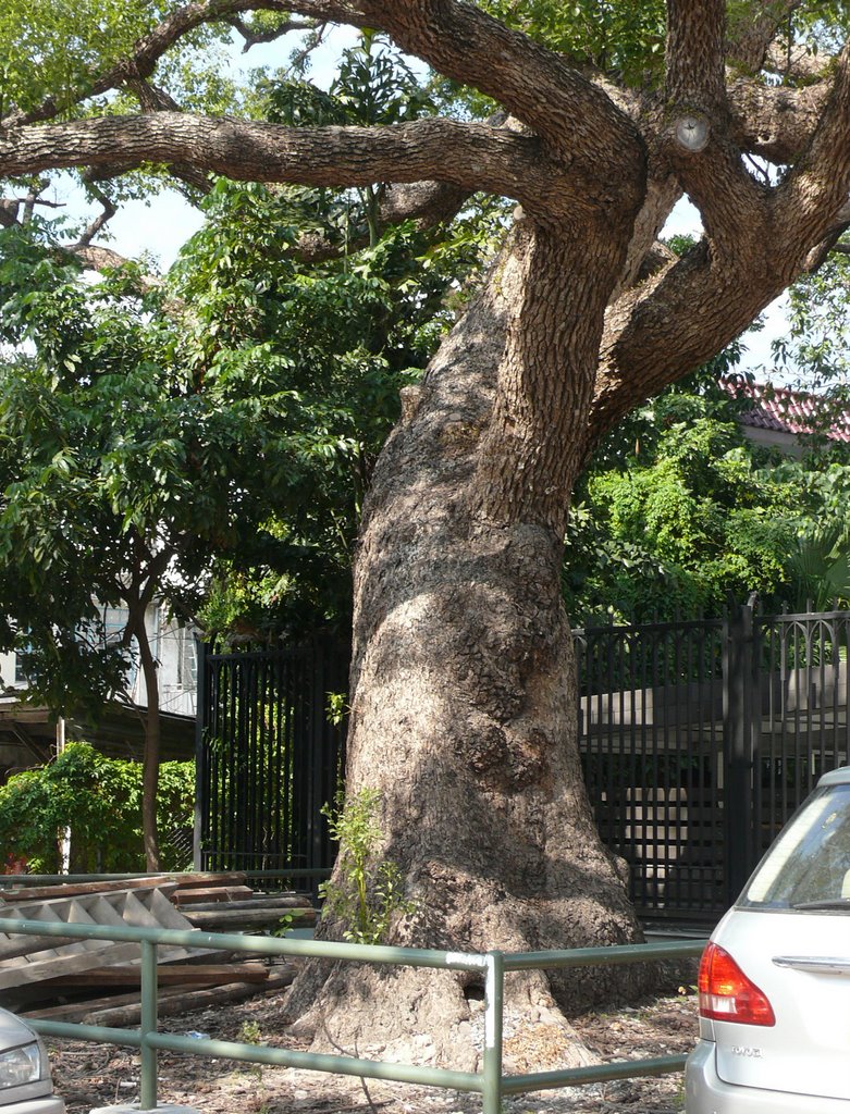 An old camphor tree by Wing-Kee LEE