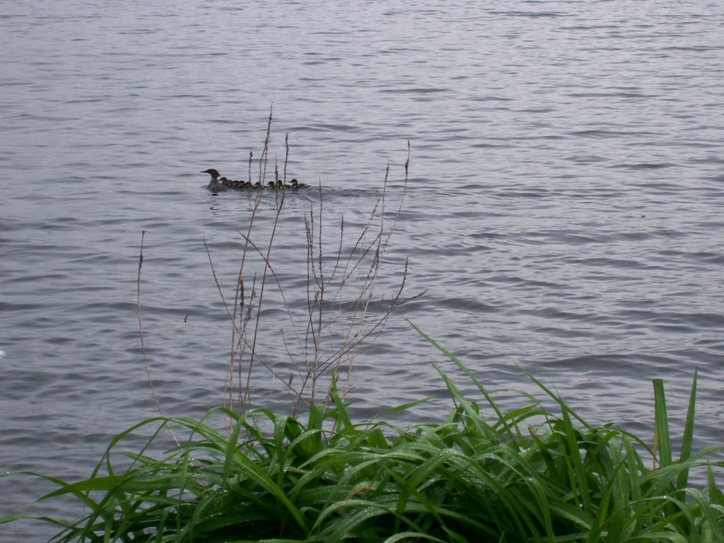 Baby Ducks on Moose Pond by Jim Major