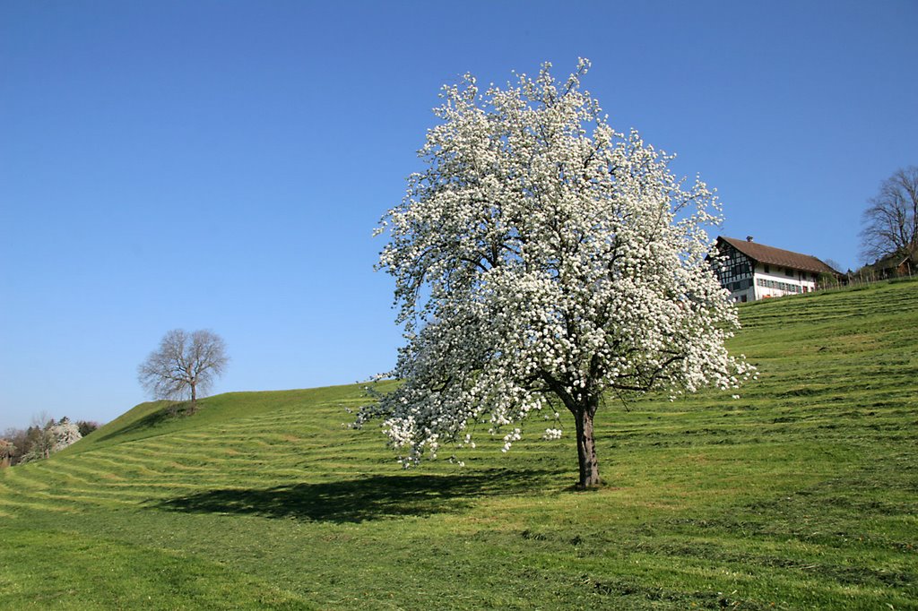 Oberhalb Schlieren / Oberdürtnen by digitalfotoarchiv.ch