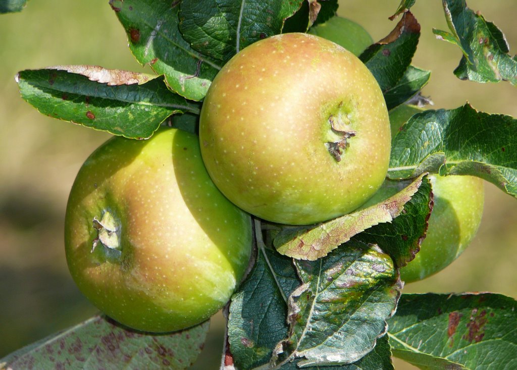 Apples in the Orchard by Ria Maat