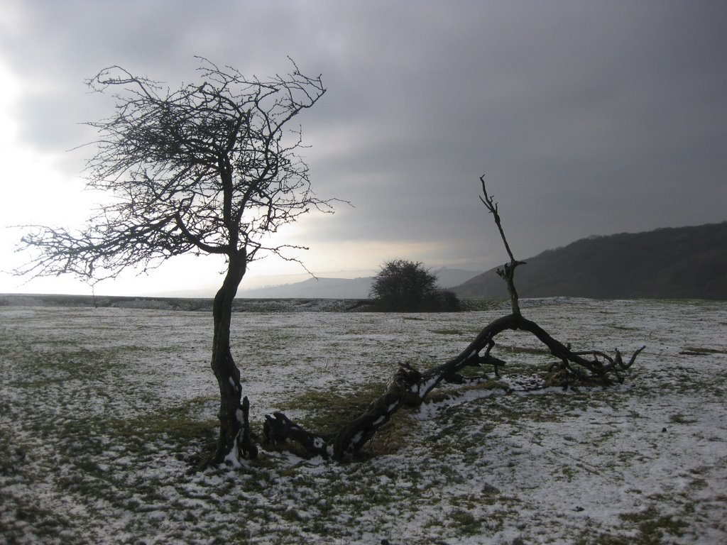 Marlborough downs by david_lewis