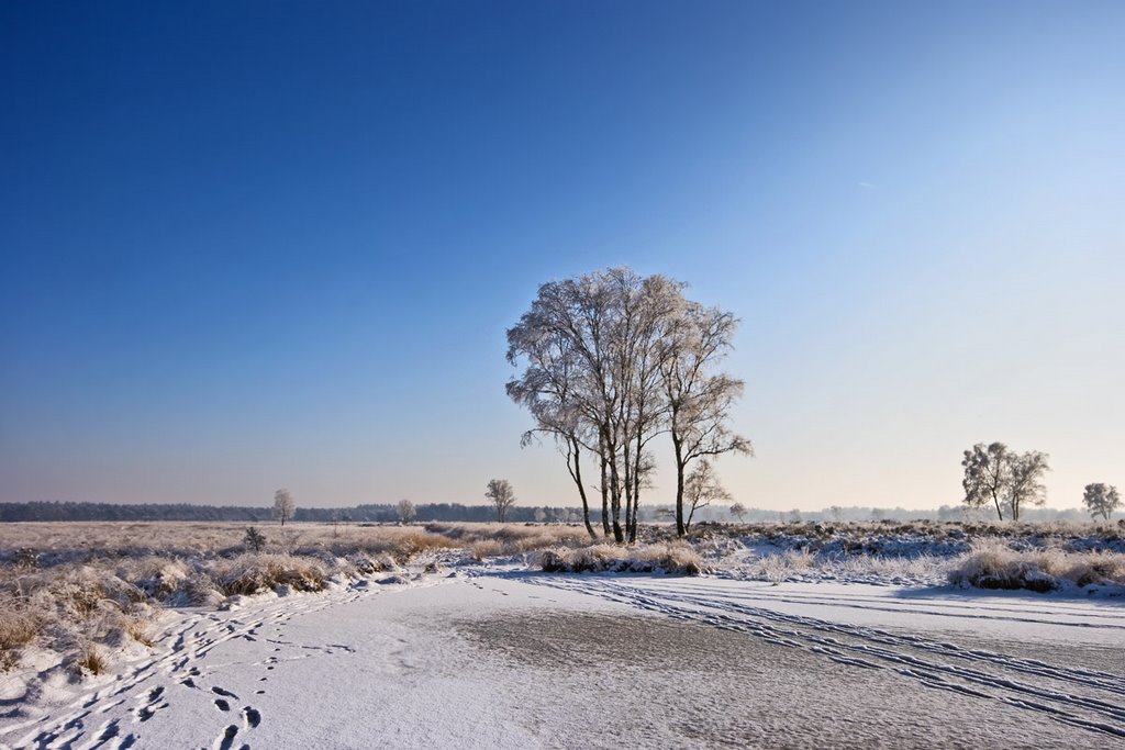 Frozen lake, Winter, Strabrechtse Heide, Lierop by Green Knee