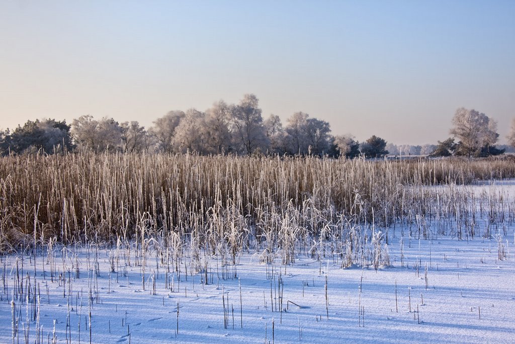 Reed in winter, Strabrechtse Heide, Lierop by Green Knee