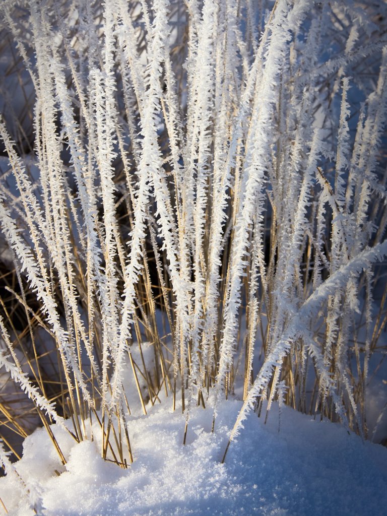 Ice needels, Strabrechtse Heide, Lierop by Green Knee