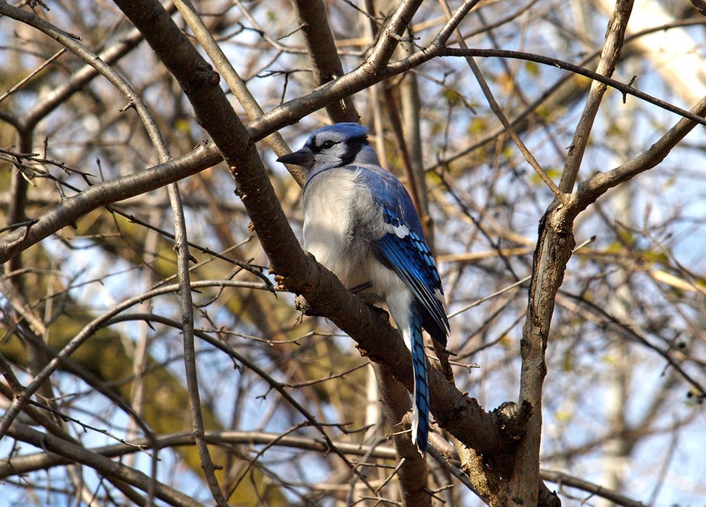 Toronto Blue Jay in the Outfield by Nikbrovnik