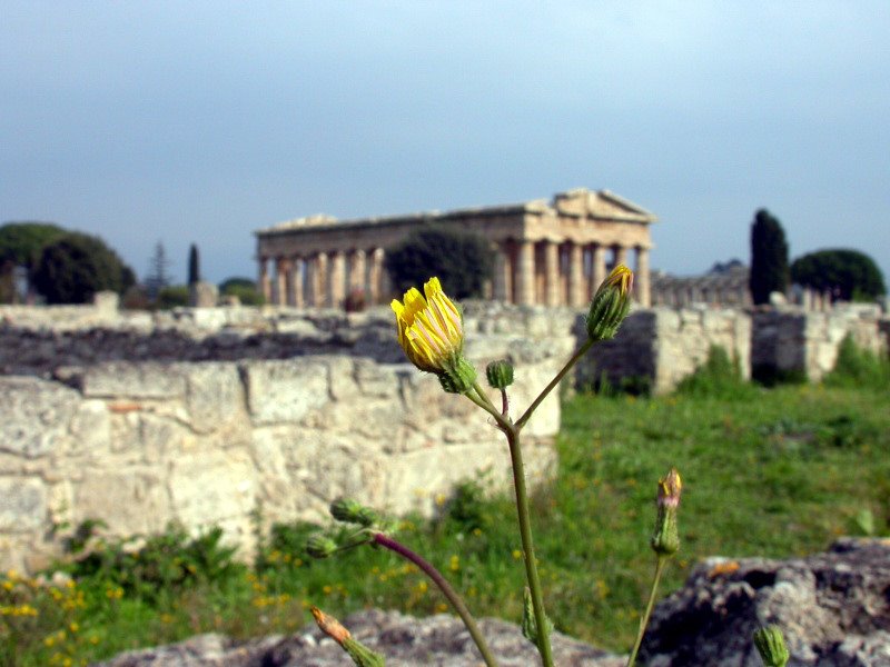 Paestum by zoler