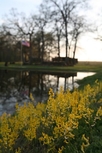 Stagecoach Inn Yellow Flowers by Roserock