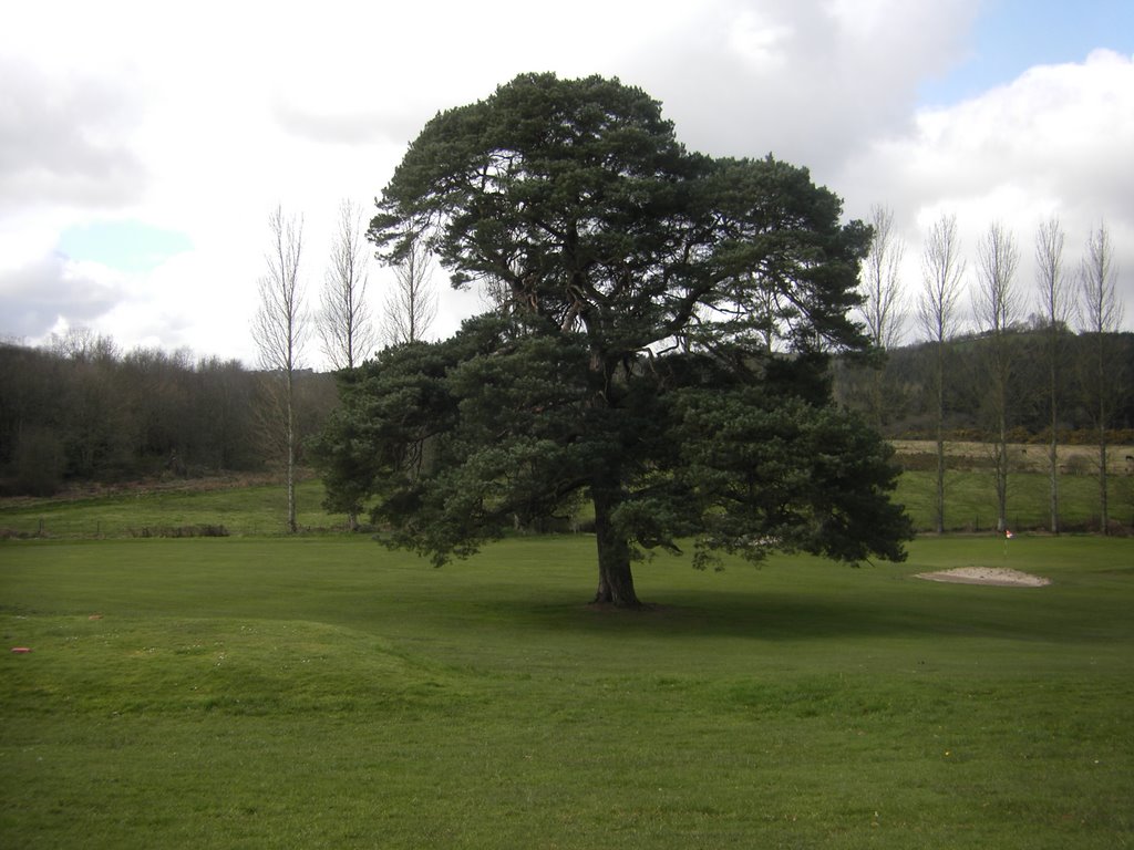 Scots pine at Cabra by brigadeer