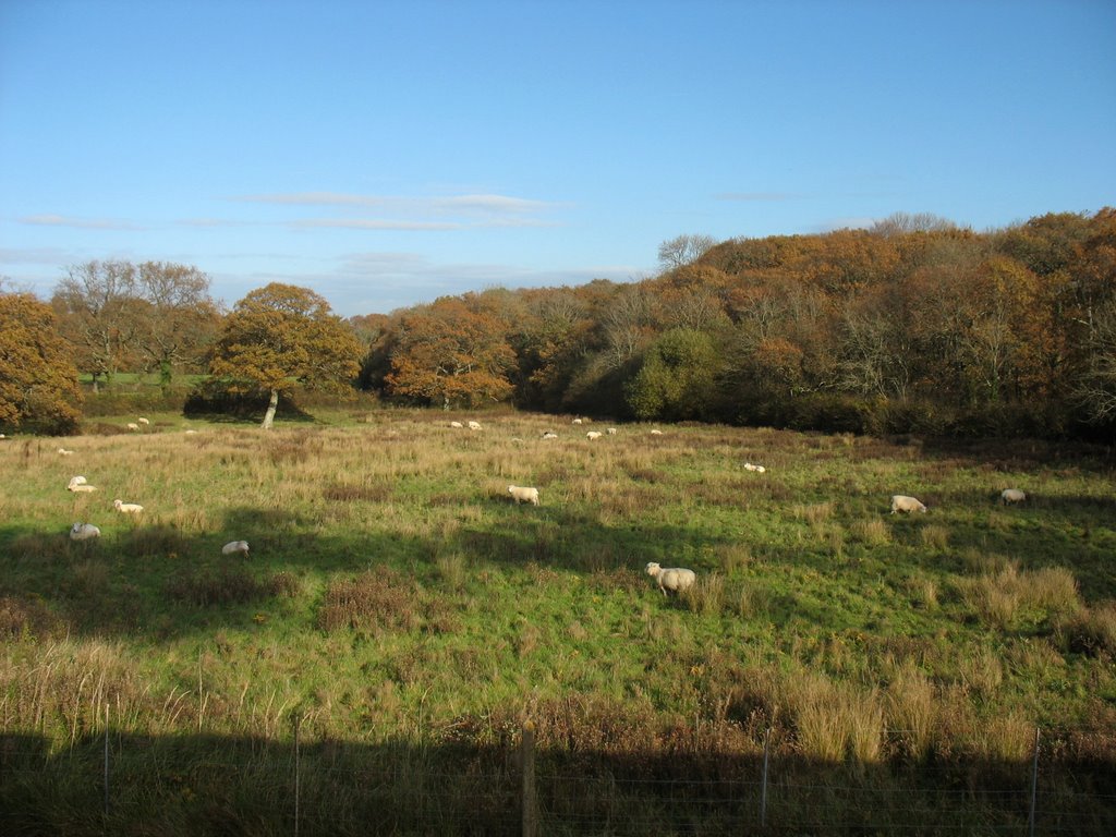 Countryside View from Steam Railway, Isle of Wight by H T W Gay