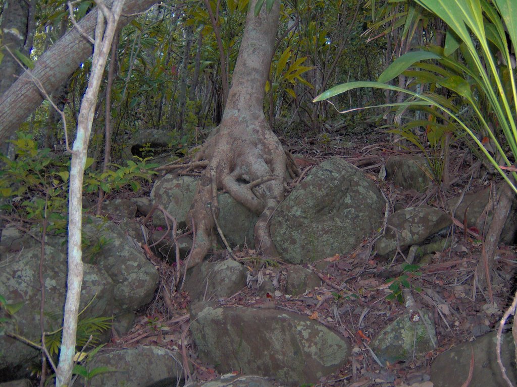 Burleigh Heads National Park by scml