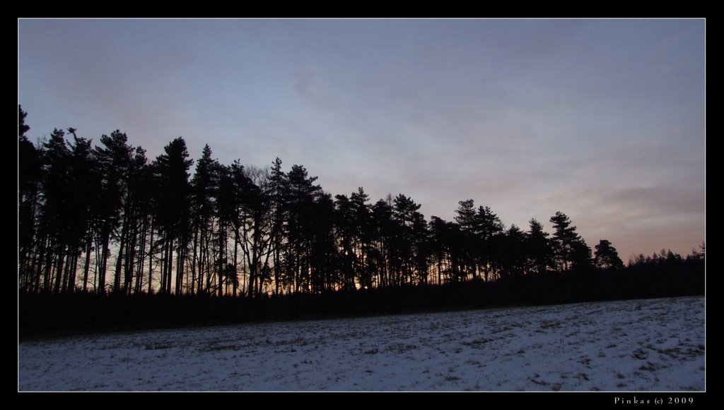 Pink forest by JP by Hanz.P69.cz