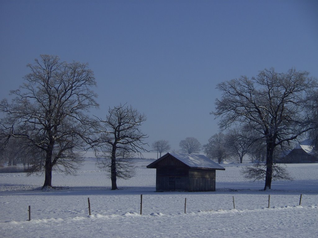 Bäume bei Cressier by Merz_René