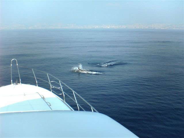 Dolphins near the Lebanese coast by Georges Rbeiz