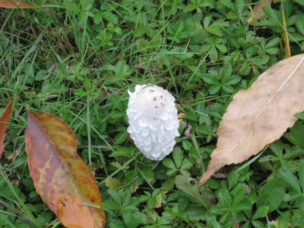 Palić - Coprinus comatus by Sasa Sofronic