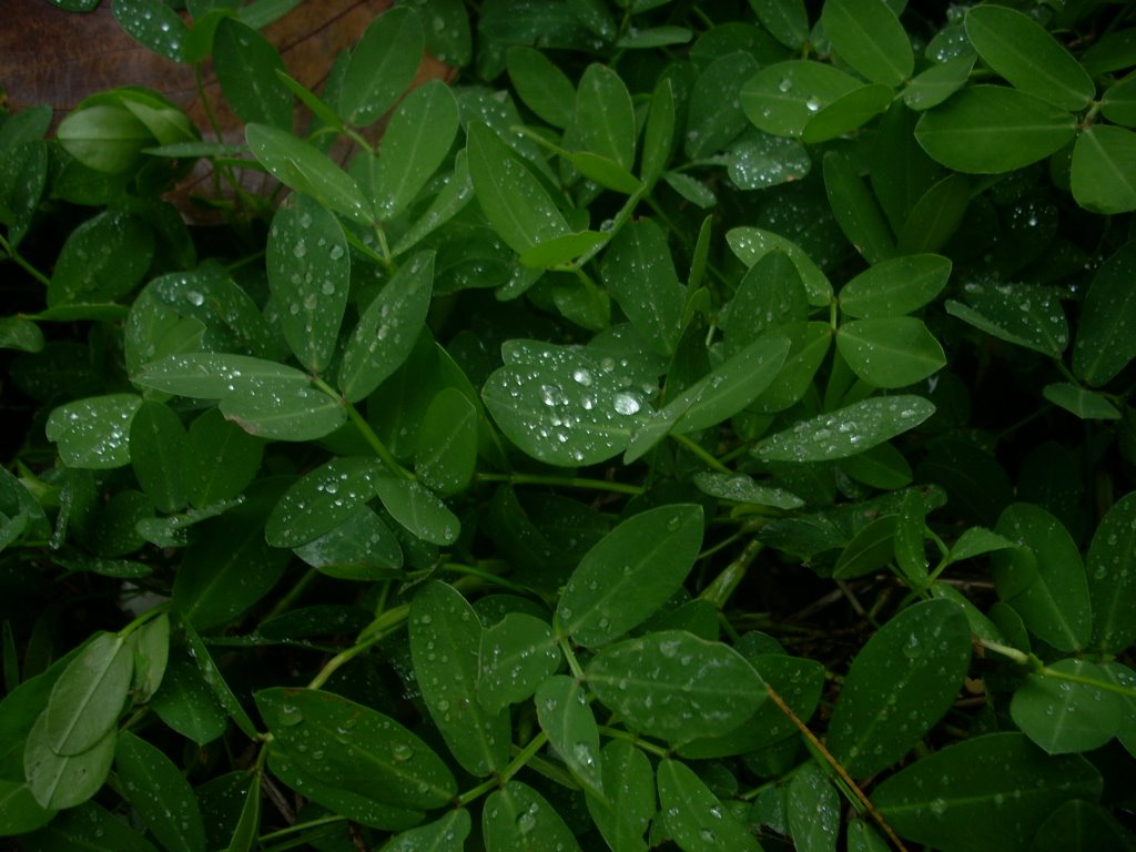 Folhas depois da chuva by Lucas Conrado