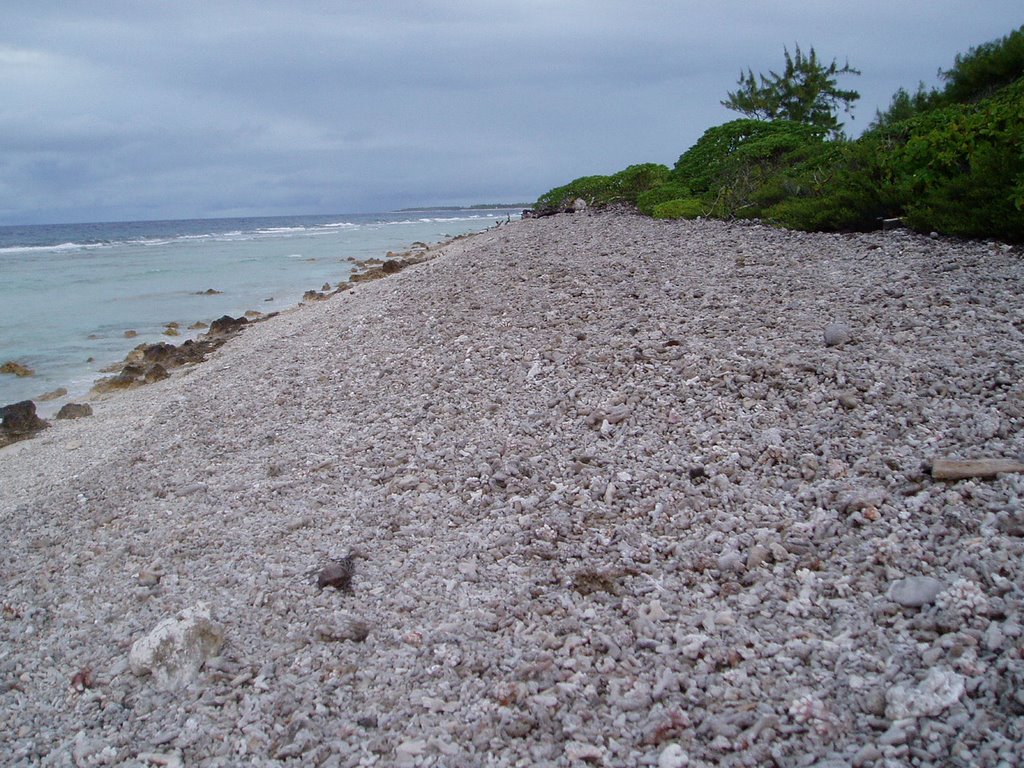 Coral Covered Beach Ocean Side by jfthompson