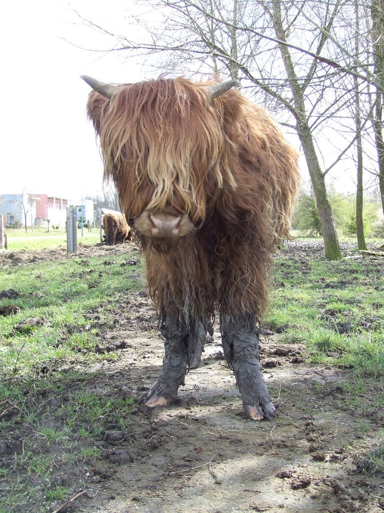 Schotse hooglander bij Kardinge by mtenberge