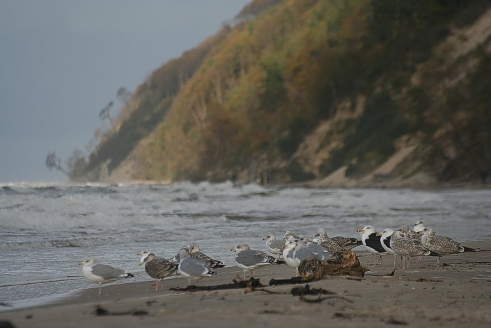 Plaża, ptaki, klif by Tomasz Dolat