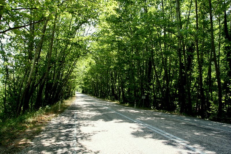 Bartın-Amasra yolu by Tanyeri