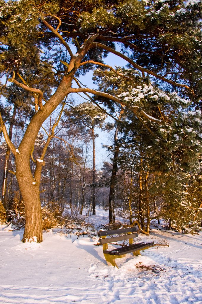 Bench and Tree, Strabrechtse Heide, Lierop by Green Knee