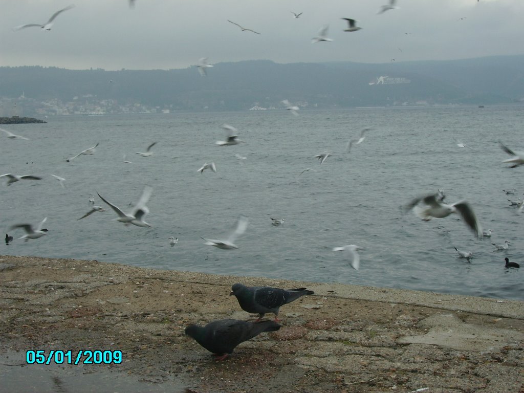 Boğazda Martılarla Güvercinler (Yetüt) by Mehmet Yetüt