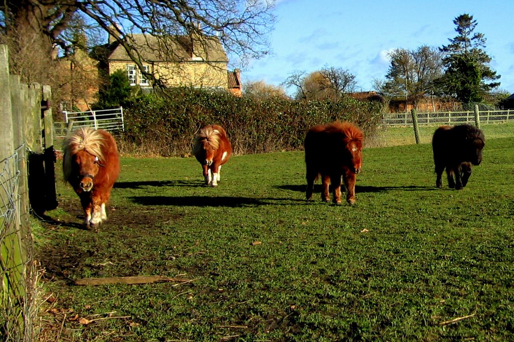 Shetland Ponies by Nick.luxemburg