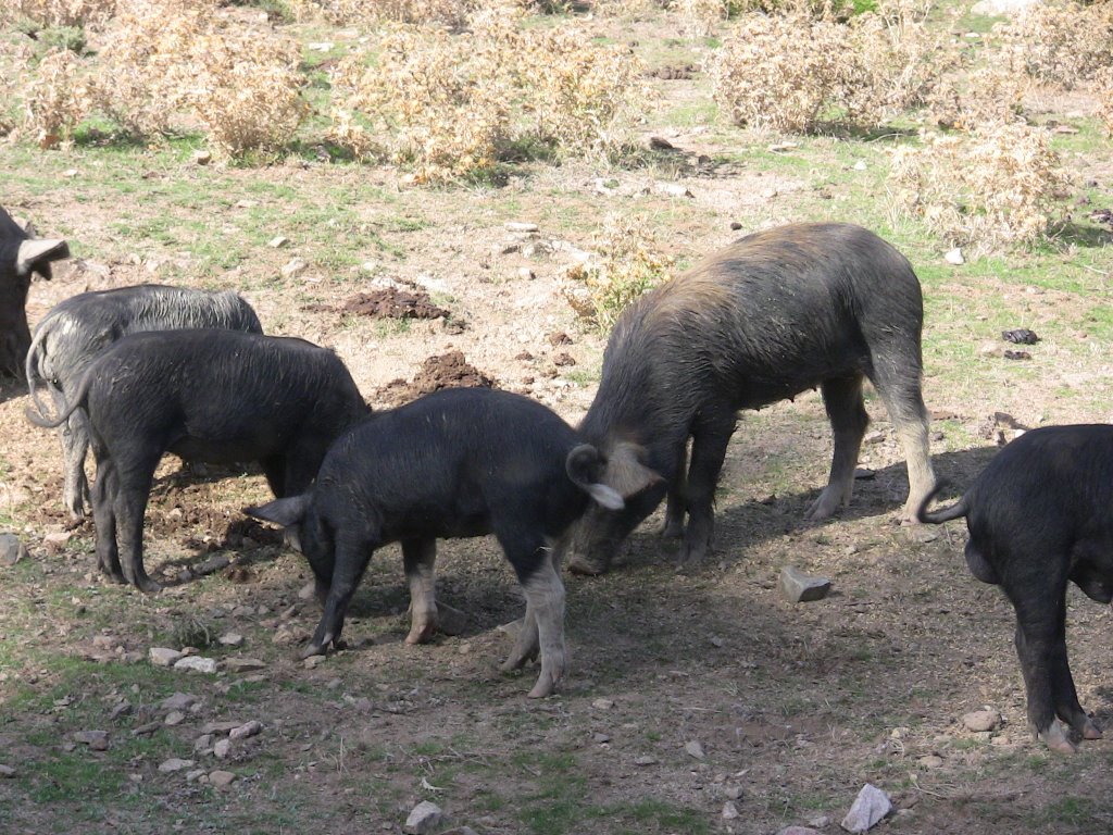 Cochon sauvage by charly et christine