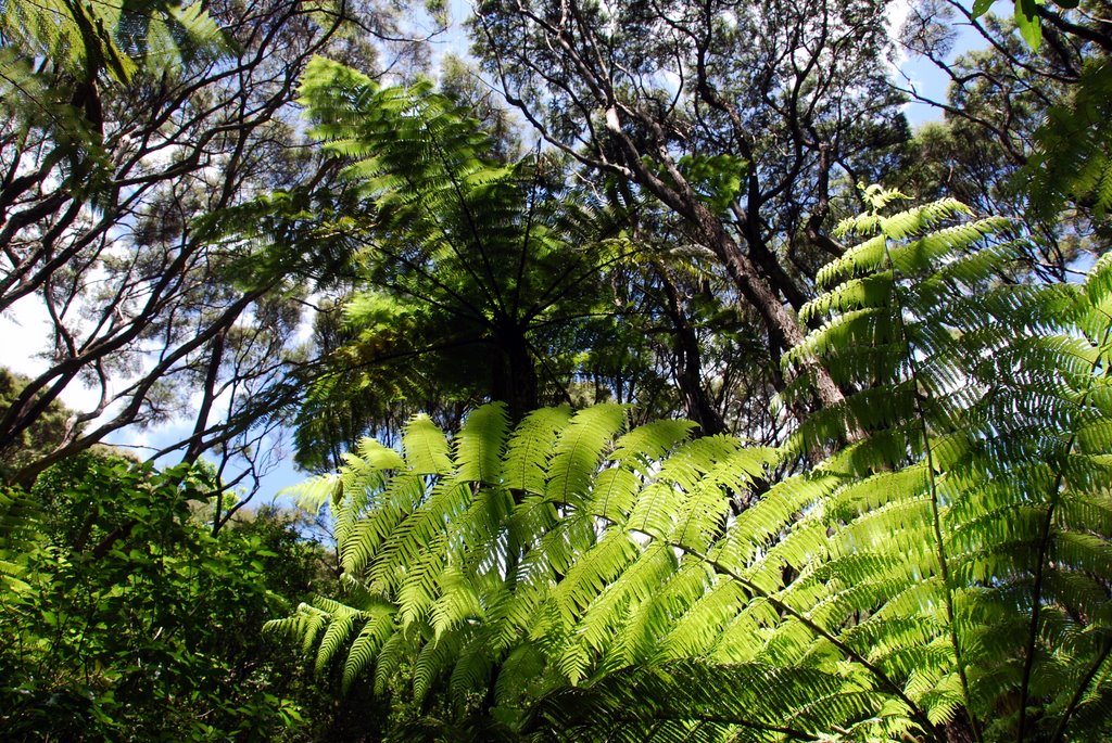 Russell, New Zealand by termeerh