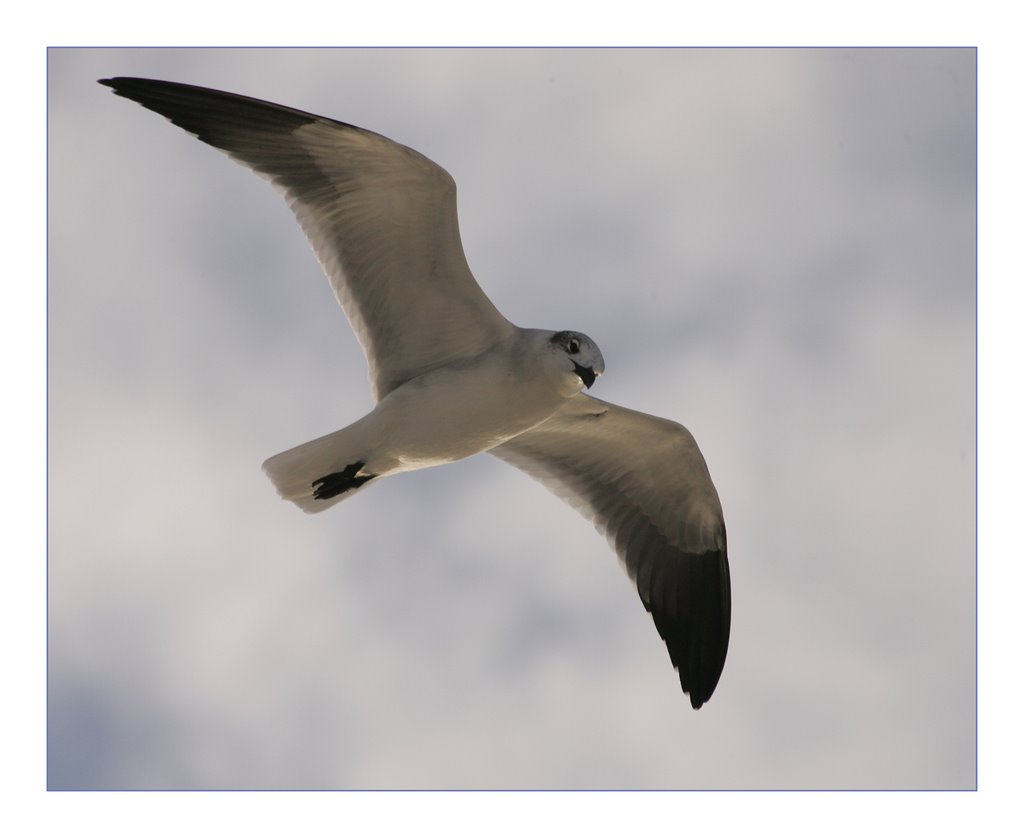 Seagull in Flight, Honeymoon Island, FL by giselle meola