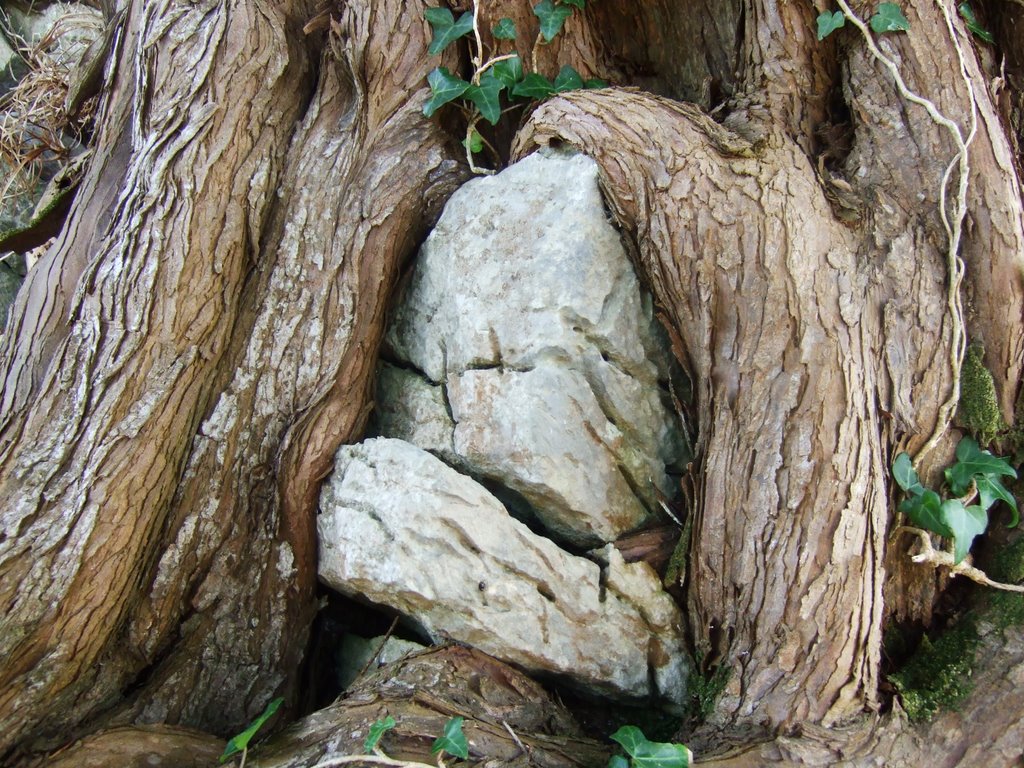 Muckross rock in tree by amblincork