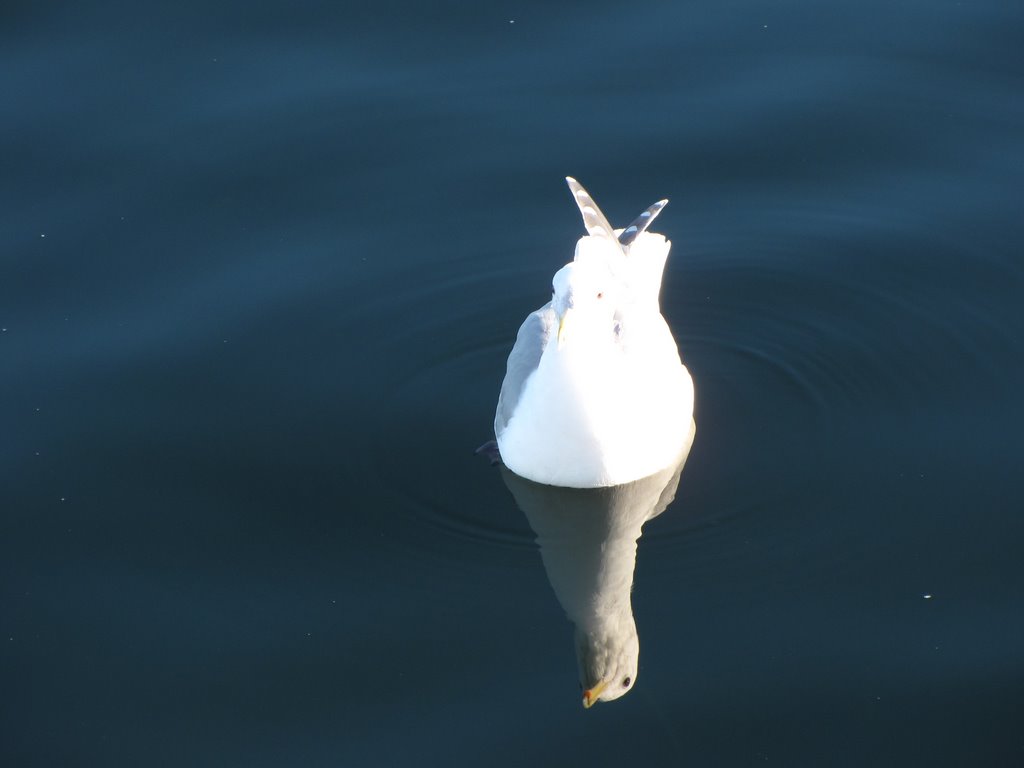 A duck and a duck in ocean by lightgarden