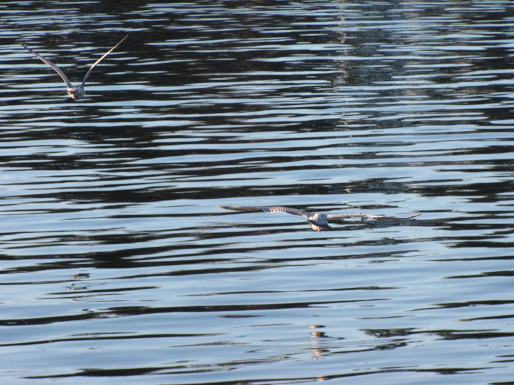 Birds on ocean by lightgarden