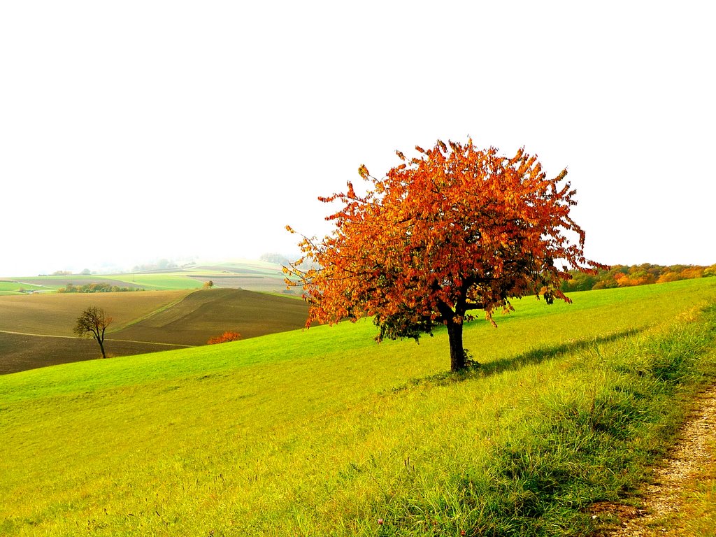 Tree in the fall, Siblingen, Switzerland by tobiwan