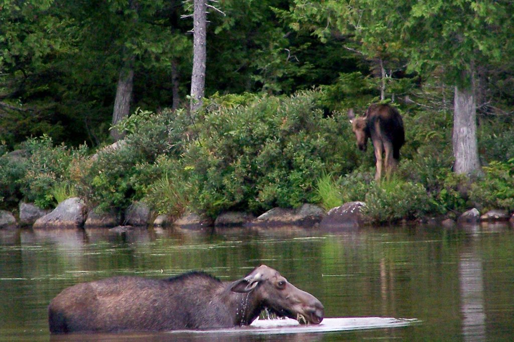 Moose cow & calf by jdstoke