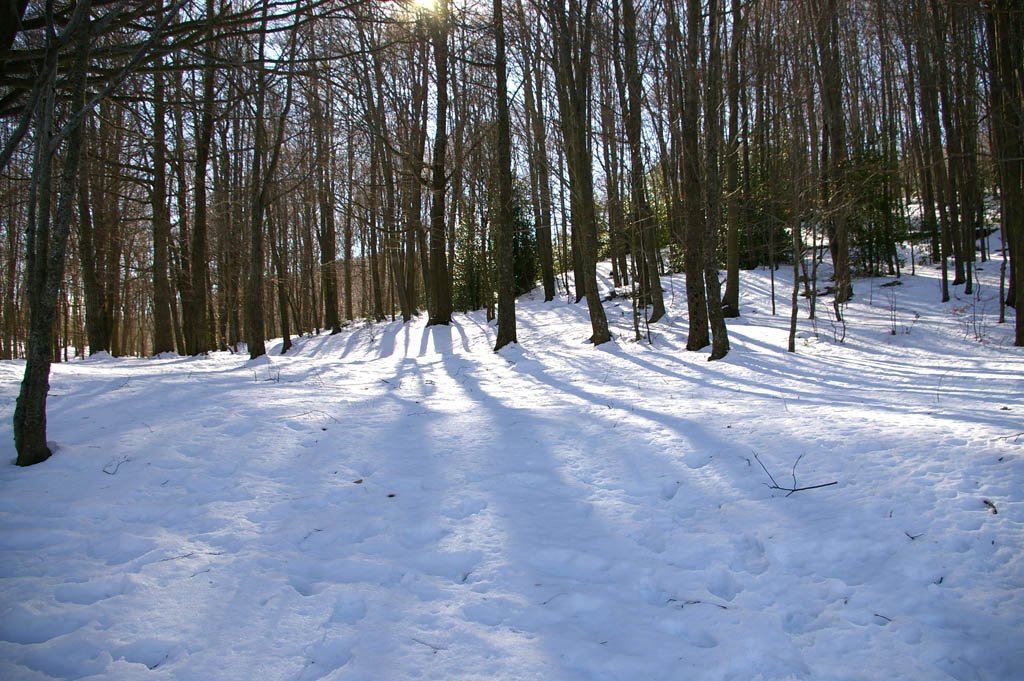 Santa Fé - Montseny Bosque Nevado by Dani Puentes