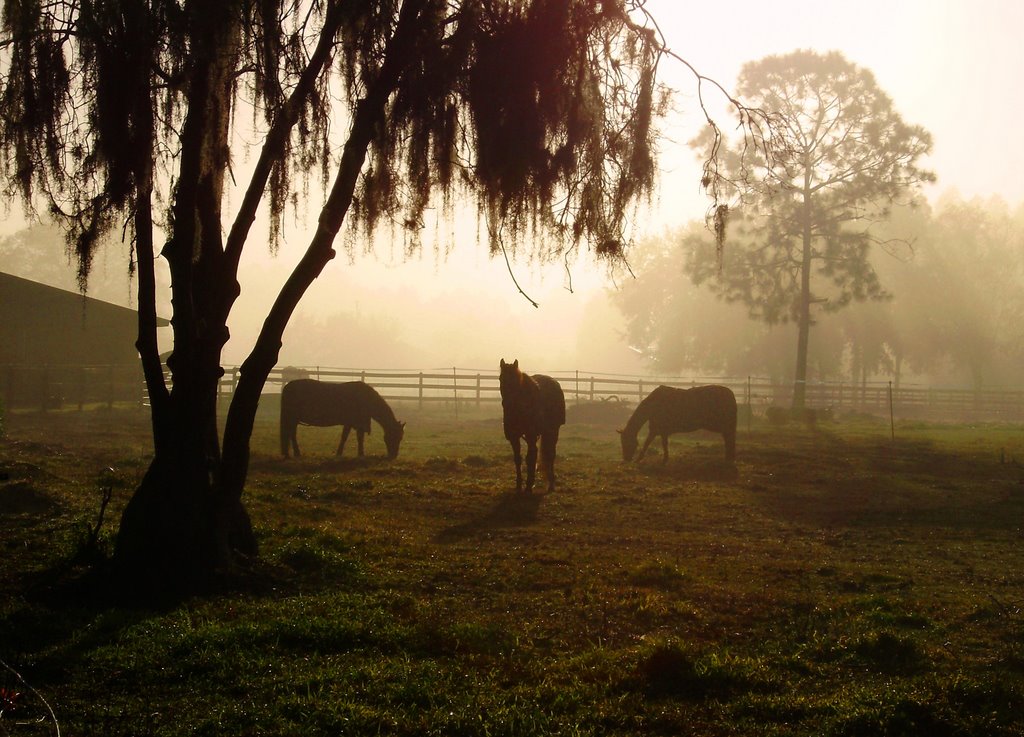 Horses on a Misty Morning by ww.wilma