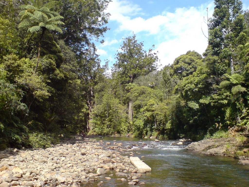 Waipoua Forest by aikido54