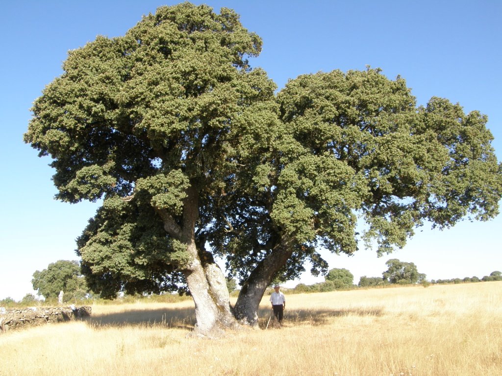 Encina centenaria trilliza by Amparo G P