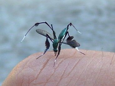 Sabethes sp by Jairo Campos G