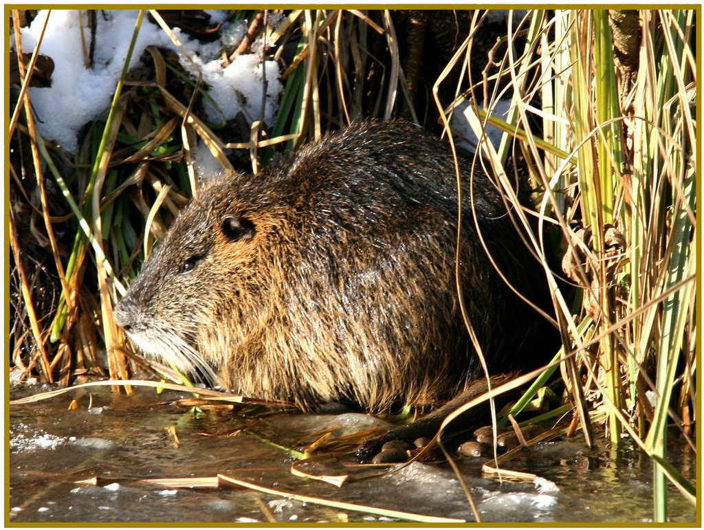 Nutria...C by americatramp