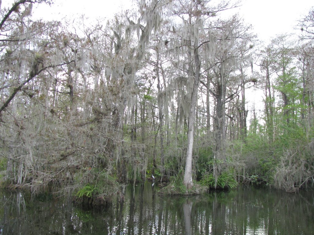 Big Cypress National Preserve. by agustin mantilla